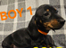 Dashound puppies ONLY 3 LEFT