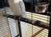 Bare eyed cockatoo female