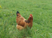 Light sussex - Buff Sussex chicks and hatching eggs