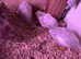 Quail