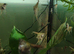 Angel Fish juveniles for sale