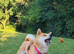 Shiba Inu, female, 4-years old
