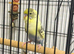 2 baby budges with cage