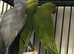 Stunning Various Green Indian Ringnecks