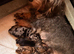 Miniature Wirehaired Dachshund Puppies. KC Reg.