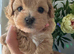 Exceptional F1 Maltipoo puppies