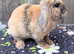 Mini plush lop