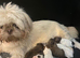 Imperial toy shihpoo pups