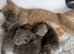 Exotic Shorthair Kittens For Sale