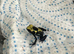 French Guyana dart froglets