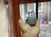 Budgies Hand Tamed
