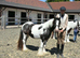 13hh piebald cob gelding