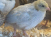 Button Quail