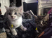 5 lovely kittens
