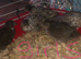 SEXED QUAILS/CHINESE PAINTED BUTTONS !