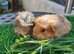 2 baby brothers