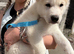 Siberian Husky - Beautiful male female husky puppy