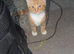 Ginger me kitten