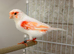Stafford canary pair
