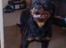 X2 rottweiler girls