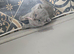 Ready now Full british shorthair kittens