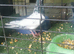 Pakistani pigeon for sale