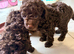 Stunning pure bred toy poodie pups