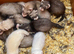 Young polecat ferrets