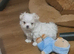 Beautiful Maltese puppy for sale