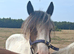 Sad sale 2 year old Traditional Cob