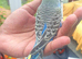 Baby budgie extremely beautiful and very cuddly 7 weeks old