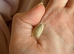 12 healthy baby giant African land snails