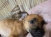 Pure Belgian malinois