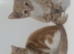 Male kittens