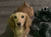 Longhaired mini dachshund