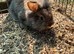 Lop Lionhead  for sale