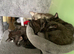 Kittens ready for forever home