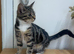 Cat 4 months tabby’s
