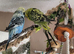3 budgies 2 male 1 female flying cage accessories