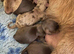 Long Coat Miniature Dachshund Puppies