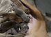 Old English x American bulldog puppies
