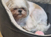Selena – Beautiful Shih Tzu Girl
