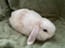 Beautiful Mini Lop Female Rabbit for sale