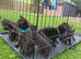 Gorgeous Black Domestic Shorthair Kittens Looking For Loving Forever Home