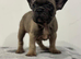 French bulldog puppies ready to leave