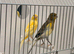 x2 males canary’s 2026