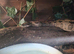 Male and 2 females boas