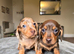 KC registered miniature dachshund puppies