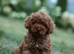 Toy poodle 1 boy available ready now