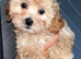 Beautiful F1 Shihpoos